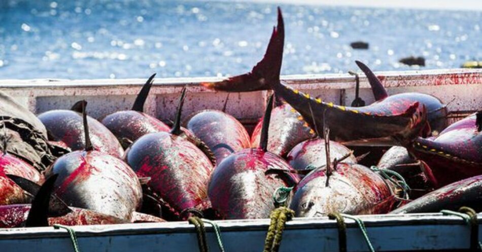 Ecuador, Chile, Perú y Colombia por cooperación contra pesca ilegal