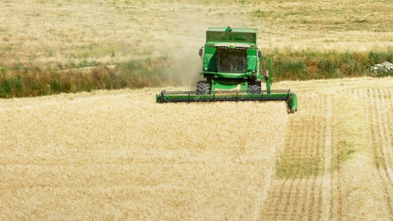 FAO: los precios mundiales de los cereales bajaron en septiembre