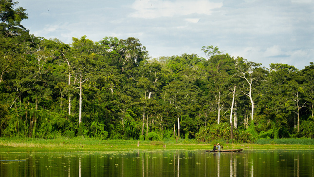 La Comisión Forestal para América Latina reivindica bosques para combatir cambio climático