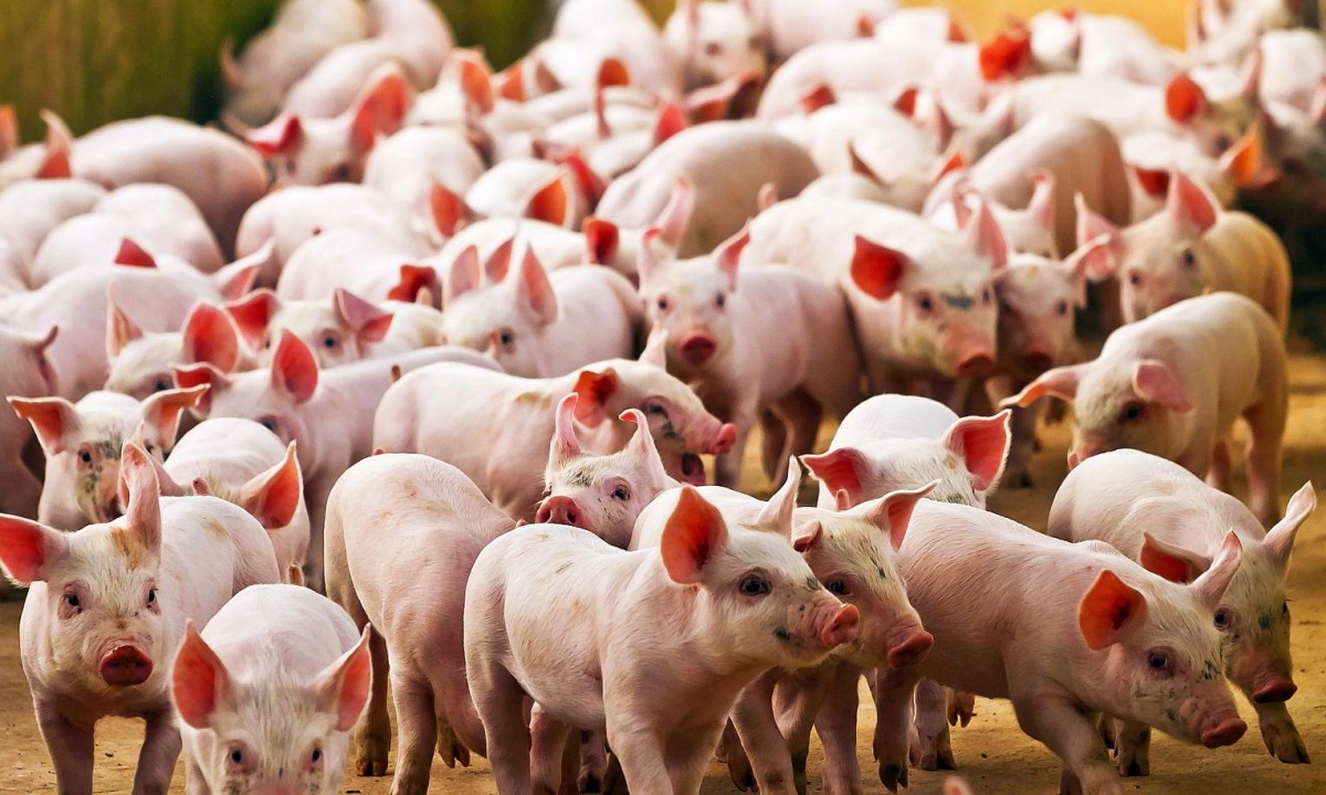 Brasil estima histórica producción de carne en 2023