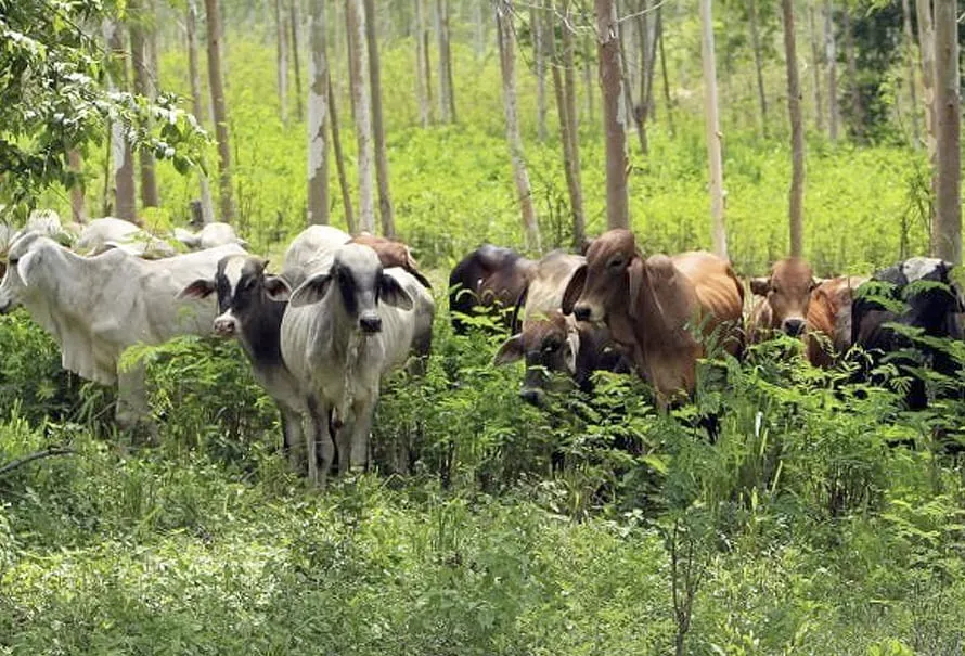 Latinoamérica y el Caribe avanzan hacia una ganadería más sostenible