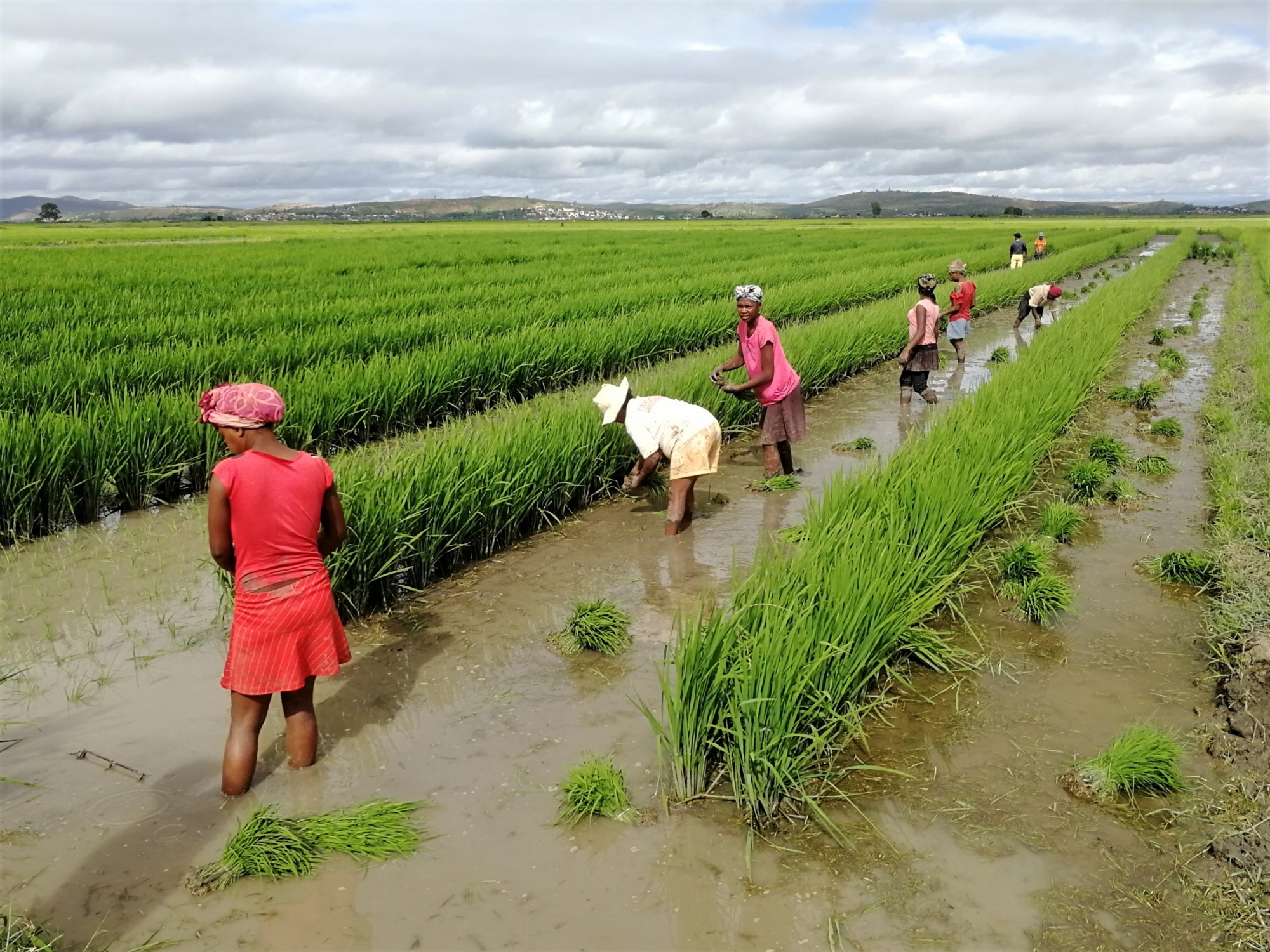 FAO y China cooperan para la transformación digital de las zonas rurales de Latinoamérica y el Caribe