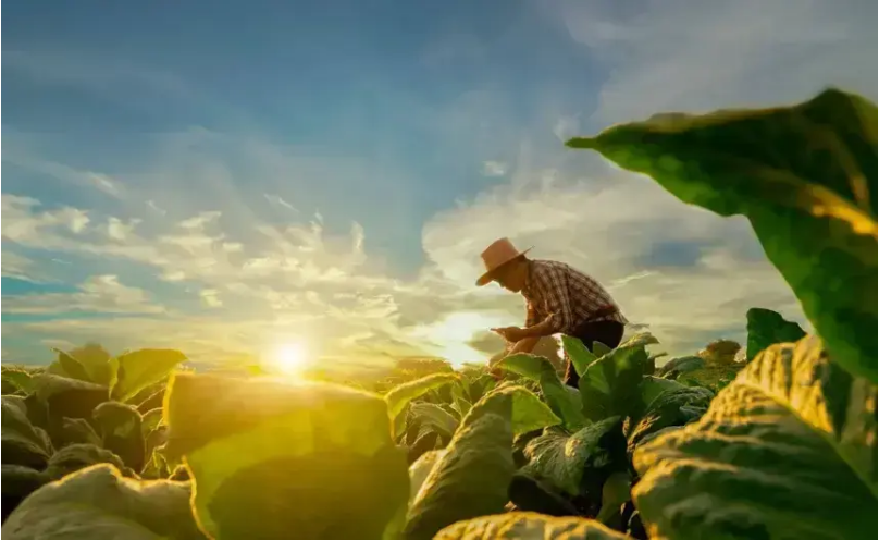 La FAO reclamará reconocimiento de agricultura como factor de sostenibilidad en la COP16