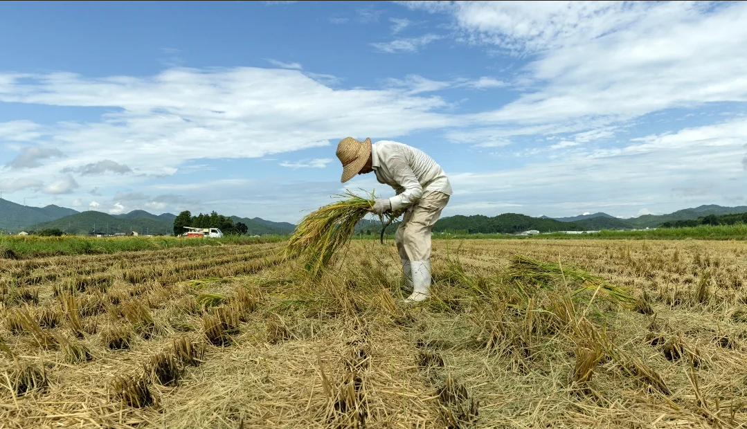 Argentina, Brasil y México son los países de América Latina con mayor producción agricultora