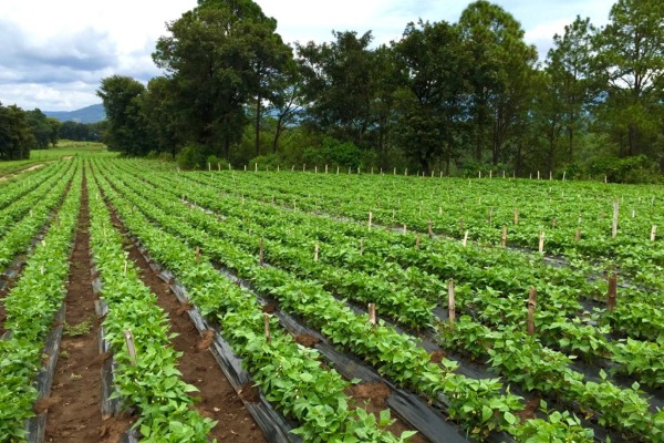 La sostenibilidad en la agricultura crearía 14 millones de empleos en América Latina, según OIT