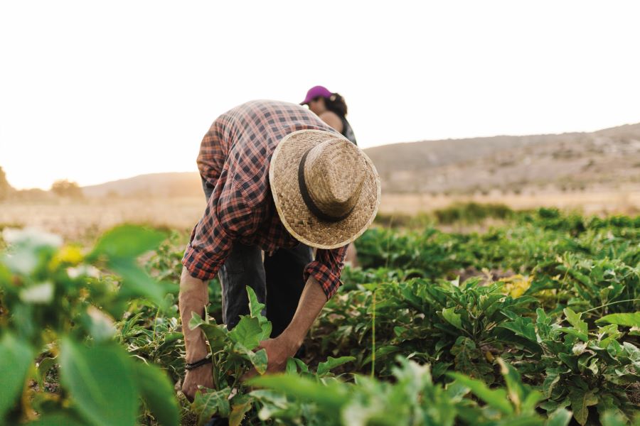 IICA destaca a la agricultura como sector clave para combatir el cambio climático