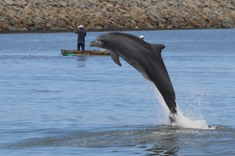 Delfines del Golfo de Guayaquil. Los delfines nariz de botella pueden vivir sesenta años, pero tienen una madurez sexual tardía y un período de crianza de alrededor de tres años. Fotografía de Fernando Félix.