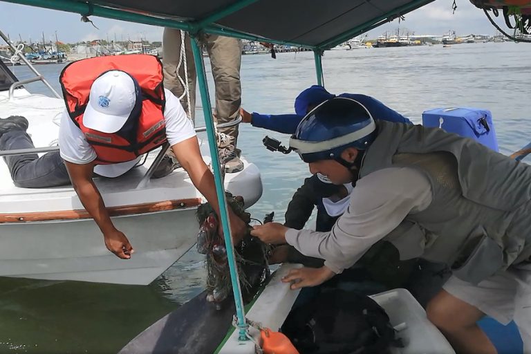 Delfines del Golfo de Guayaquil. La principal amenaza para los delfines en el Golfo de Guayaquil son las artes pesqueras, el tráfico marítimo y el deterioro de la calidad de agua. Fotografía de Fernando Félix.