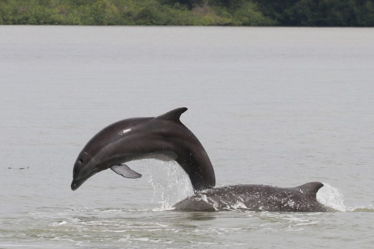 Delfines del Golfo de Guayaquil. Los delfines en Posorja podrían desaparecer en veinte años, y los delfines en El Morro, en sesenta si no se toman acciones ya. Fotografía de Fernando Félix.