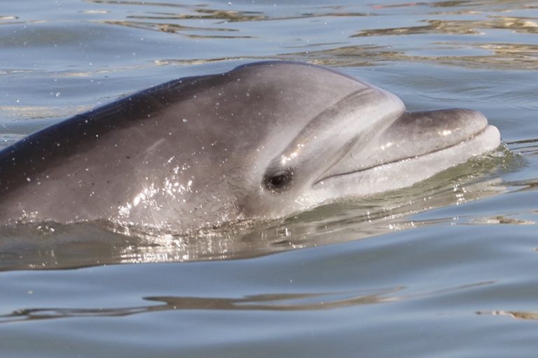 Delfines del Golfo de Guayaquil. Los delfines son considerados especies centinela, es decir, una especie que refleja la calidad del ambiente. Fotografía de Fernando Félix.