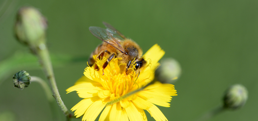 Abeja