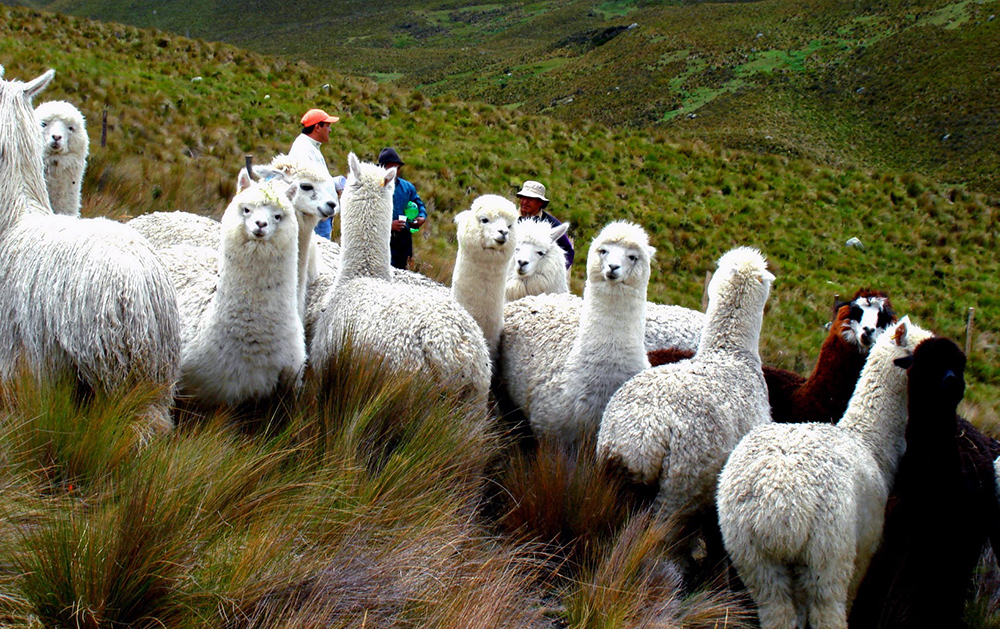 Alpacas -alpaquero