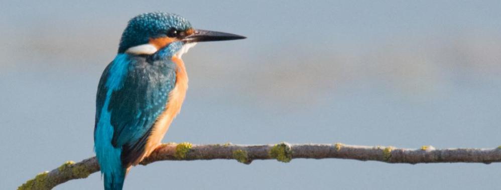 Animales Pajaro