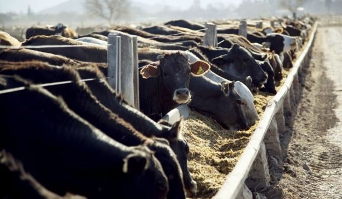 Argentina Encabeza Producción De Proteína Animal En Latinoamérica