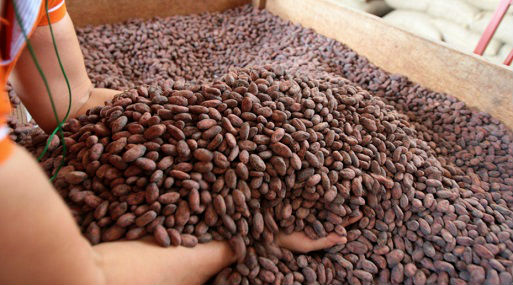 Cacao _peru