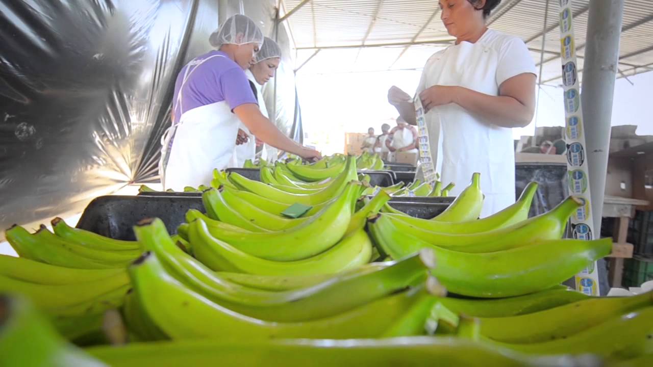 Exportplatanos