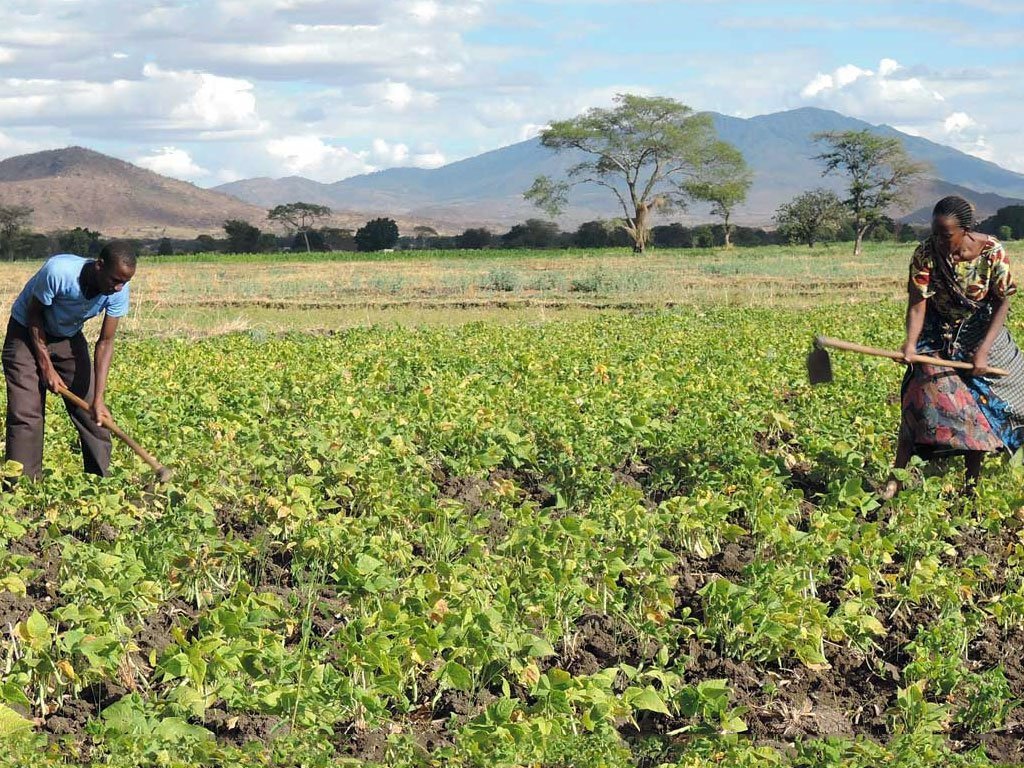 Los campesinos en Tanzania reciben ayuda para aumentar su seguridad alimentaria durante la pandemia de COVID-19