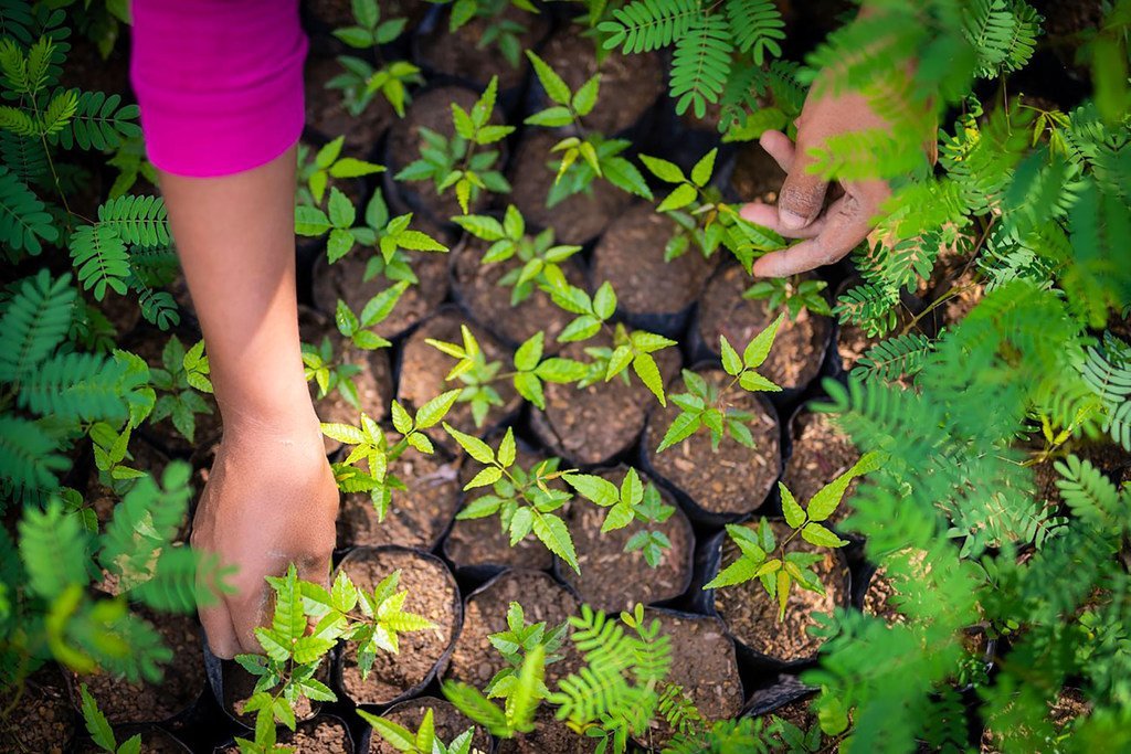 La ayuda canadiense beneficiará a 48.000 personas en Honduras, Nicaragua, Bolivia y Perú, e impulsará la resiliencia de pequeños productores, especialmente mujeres, jóvenes y pueblos indígenas.