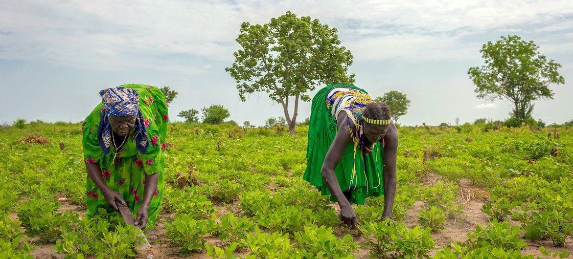 Mujeres trabajando en un sembradió en el estado de Jubek, en Sudán del Sur, donde el Programa Mundial de Alimentos promueve la agricultura sostenible para reforzar los ingresos y medios de vida.