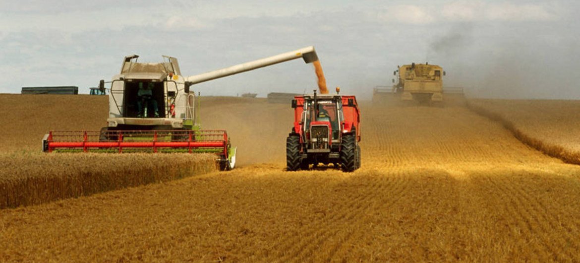 La FAO defiende que el trigo, uno de los tres cereales más consumidos del mundo, puede cultivarse masivamente de forma sostenible. Foto: FAO/Olivier Thuillier