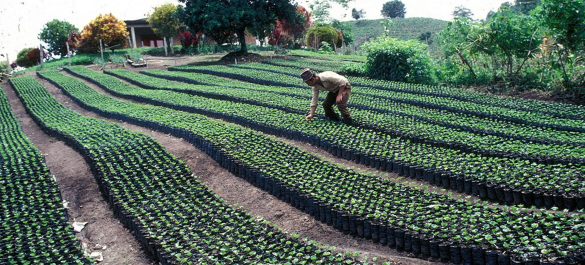 Plantación de Café.  Foto: FAO