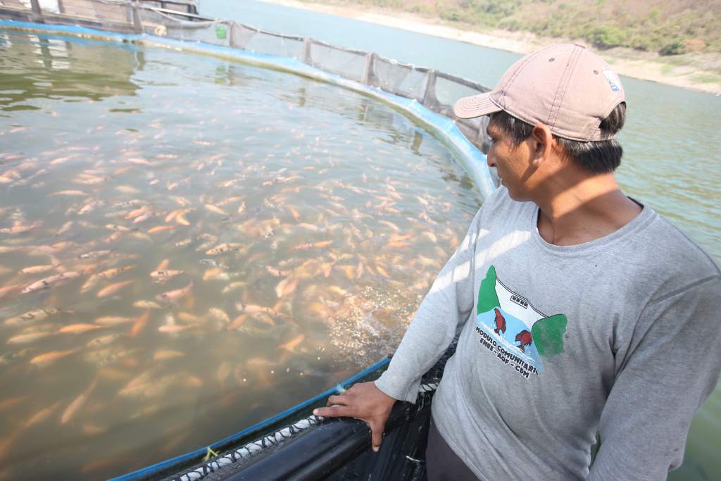 TILAPIA_HONDURAS